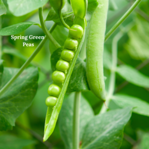 Toronto Holistic Nutritionist Laurie McPhail Salmon with Pea Pesto & Spring Veggies